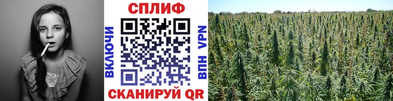 продажа наркотиков  гидра tor  Конопля планчик  Хасавюрт 